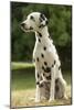 Dalmatian Sitting-null-Mounted Photographic Print