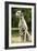 Dalmatian Sitting-null-Framed Photographic Print