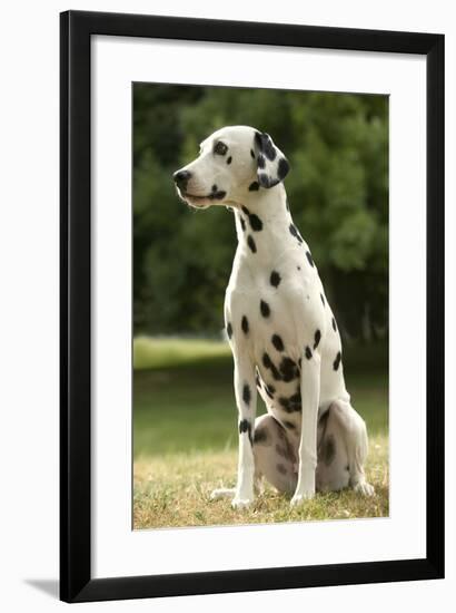 Dalmatian Sitting-null-Framed Photographic Print