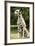 Dalmatian Sitting-null-Framed Photographic Print