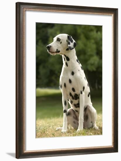 Dalmatian Sitting-null-Framed Photographic Print