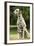 Dalmatian Sitting-null-Framed Photographic Print