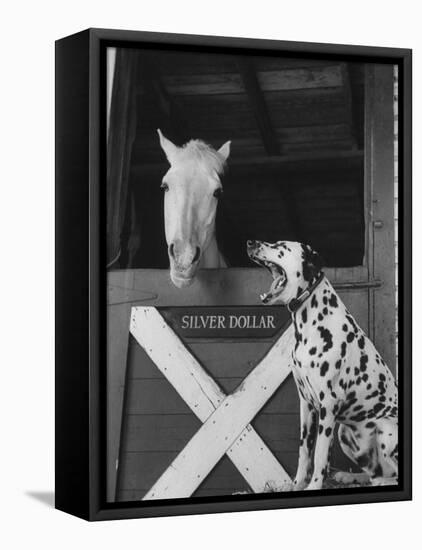 Dalmatian Stable Dog at Mystery Stables-null-Framed Premier Image Canvas