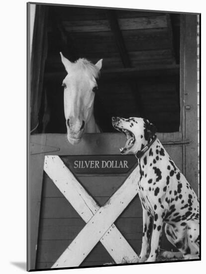 Dalmatian Stable Dog at Mystery Stables-null-Mounted Photographic Print