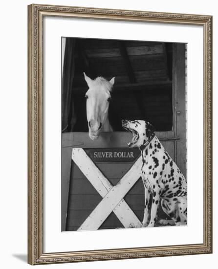 Dalmatian Stable Dog at Mystery Stables-null-Framed Photographic Print