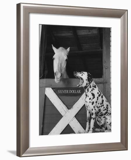 Dalmatian Stable Dog at Mystery Stables-null-Framed Photographic Print