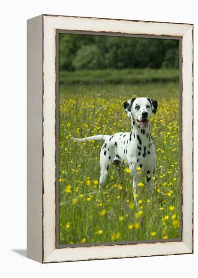 Dalmatian Standing in Buttercup Field-null-Framed Premier Image Canvas