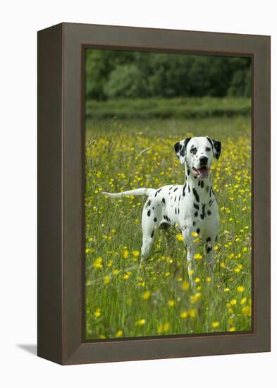 Dalmatian Standing in Buttercup Field-null-Framed Premier Image Canvas