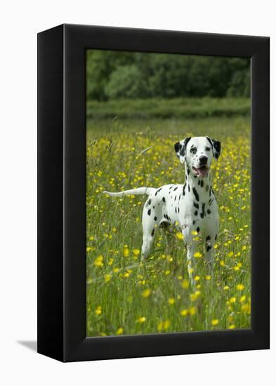 Dalmatian Standing in Buttercup Field-null-Framed Premier Image Canvas