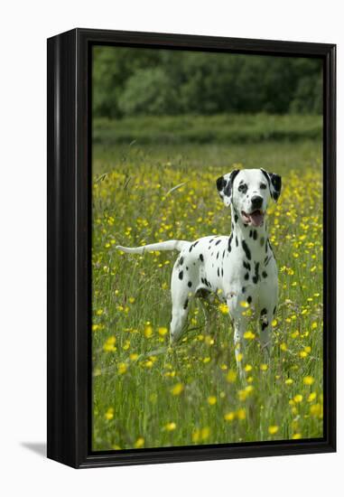 Dalmatian Standing in Buttercup Field-null-Framed Premier Image Canvas