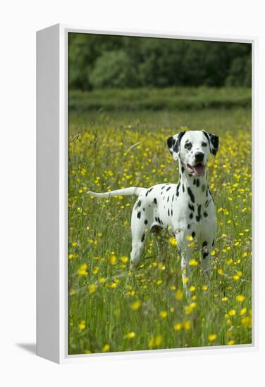 Dalmatian Standing in Buttercup Field-null-Framed Premier Image Canvas