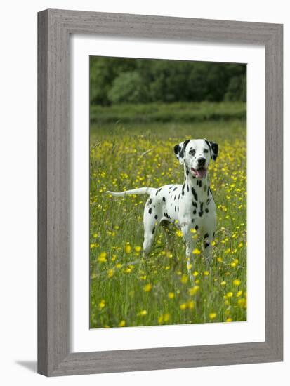 Dalmatian Standing in Buttercup Field-null-Framed Photographic Print