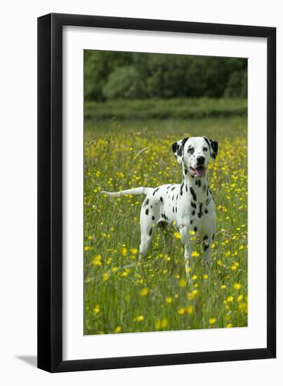 Dalmatian Standing in Buttercup Field-null-Framed Photographic Print