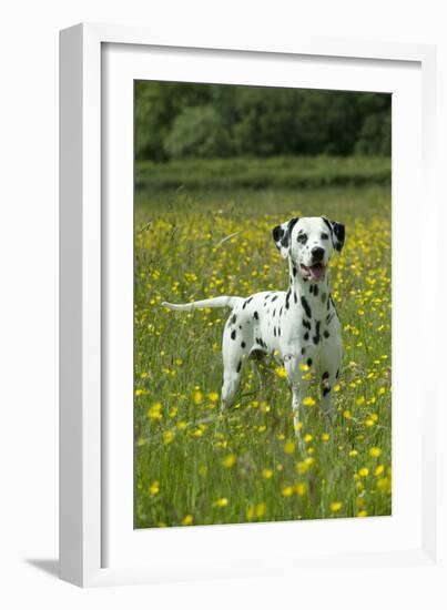 Dalmatian Standing in Buttercup Field-null-Framed Photographic Print