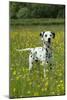 Dalmatian Standing in Buttercup Field-null-Mounted Photographic Print