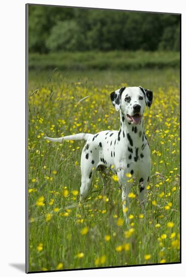 Dalmatian Standing in Buttercup Field-null-Mounted Photographic Print