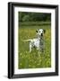 Dalmatian Standing in Buttercup Field-null-Framed Photographic Print