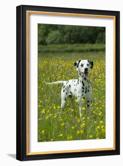 Dalmatian Standing in Buttercup Field-null-Framed Photographic Print