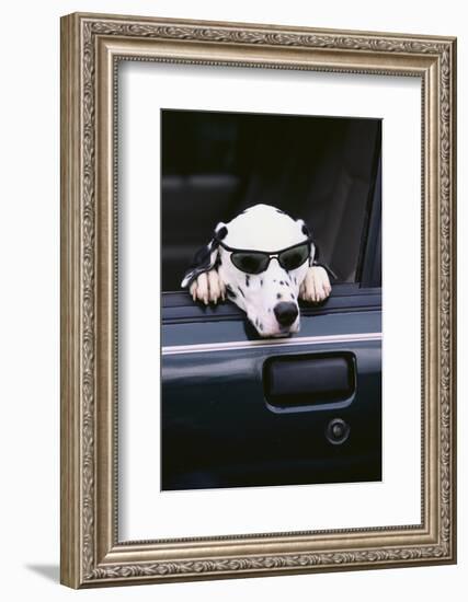 Dalmatian Waiting in the Car-DLILLC-Framed Photographic Print