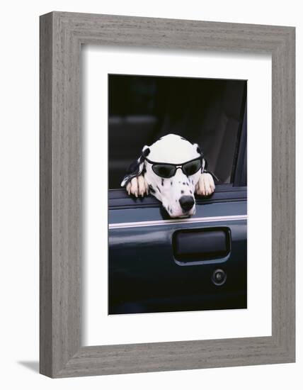 Dalmatian Waiting in the Car-DLILLC-Framed Photographic Print