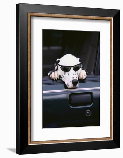 Dalmatian Waiting in the Car-DLILLC-Framed Photographic Print