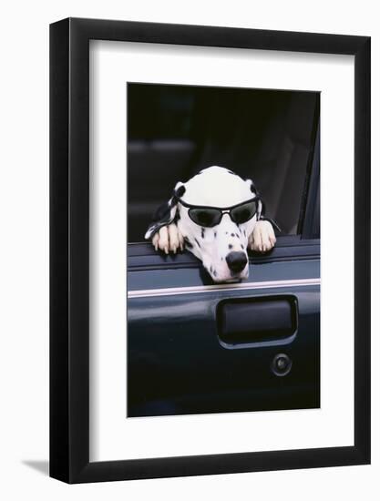 Dalmatian Waiting in the Car-DLILLC-Framed Photographic Print