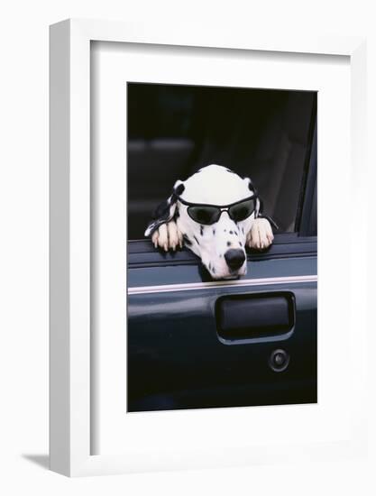 Dalmatian Waiting in the Car-DLILLC-Framed Photographic Print