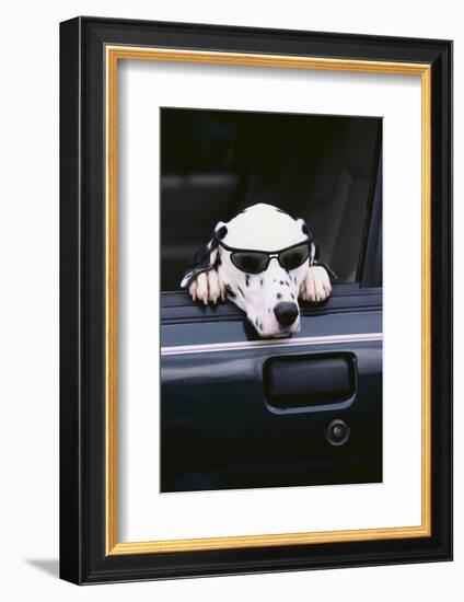 Dalmatian Waiting in the Car-DLILLC-Framed Photographic Print