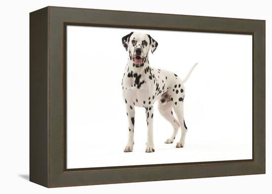 Dalmatian-null-Framed Premier Image Canvas