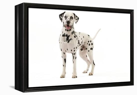 Dalmatian-null-Framed Premier Image Canvas