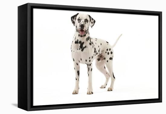 Dalmatian-null-Framed Premier Image Canvas