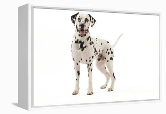 Dalmatian-null-Framed Premier Image Canvas