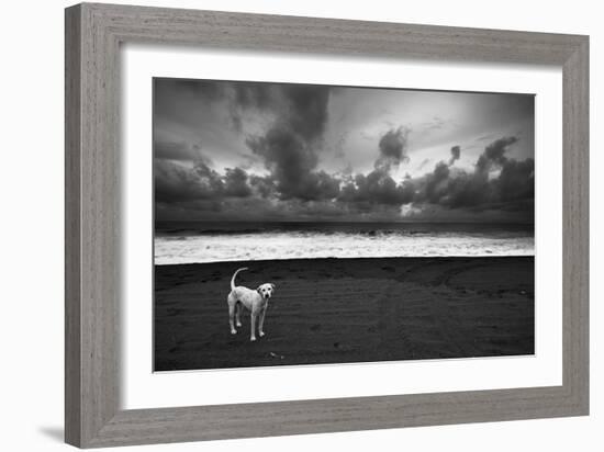 Dalmatian-null-Framed Photographic Print