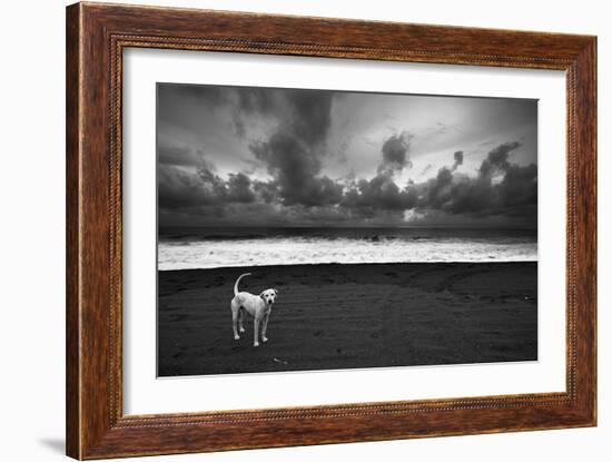 Dalmatian-null-Framed Photographic Print