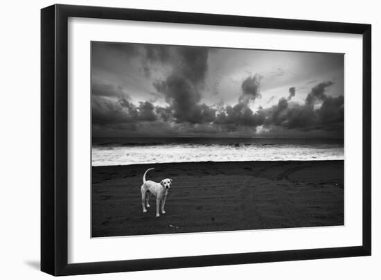 Dalmatian-null-Framed Photographic Print