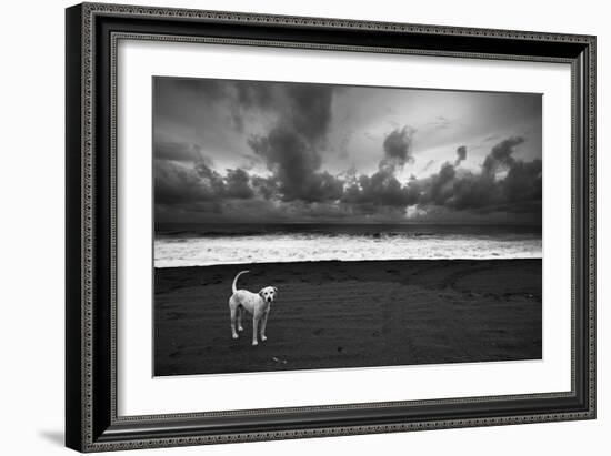 Dalmatian-null-Framed Photographic Print
