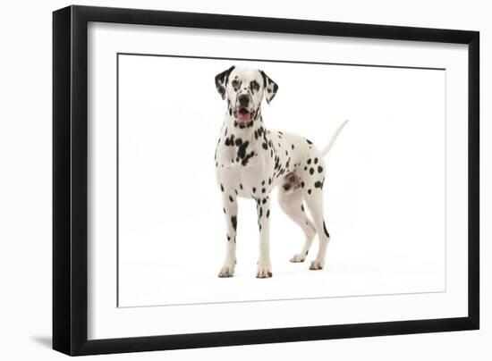 Dalmatian-null-Framed Photographic Print