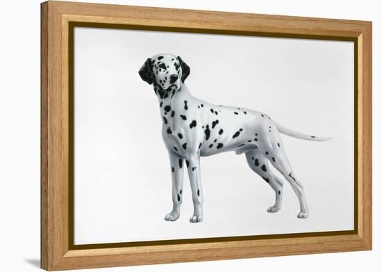 Dalmatian-Harro Maass-Framed Premier Image Canvas