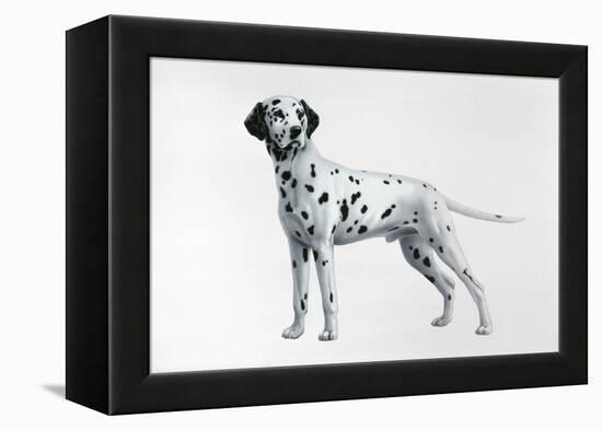 Dalmatian-Harro Maass-Framed Premier Image Canvas