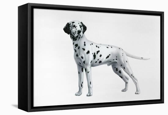 Dalmatian-Harro Maass-Framed Premier Image Canvas