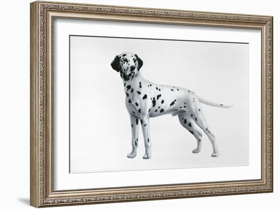 Dalmatian-Harro Maass-Framed Giclee Print