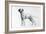 Dalmatian-Harro Maass-Framed Giclee Print