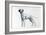 Dalmatian-Harro Maass-Framed Giclee Print