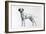 Dalmatian-Harro Maass-Framed Giclee Print