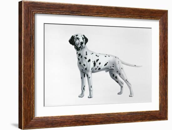 Dalmatian-Harro Maass-Framed Giclee Print