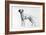 Dalmatian-Harro Maass-Framed Giclee Print