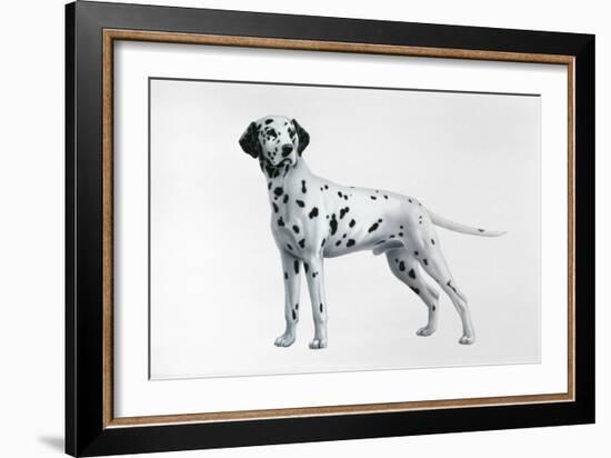 Dalmatian-Harro Maass-Framed Giclee Print