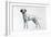 Dalmatian-Harro Maass-Framed Giclee Print