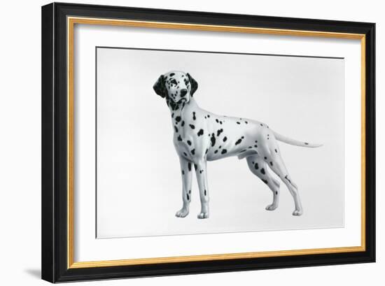 Dalmatian-Harro Maass-Framed Giclee Print