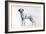 Dalmatian-Harro Maass-Framed Giclee Print